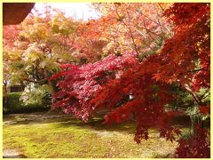 2017年　鎌倉で紅葉探し　