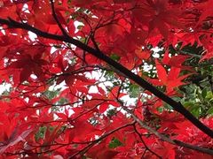 紅葉の京都