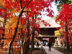 ＜埼玉新座市・平林寺＞そこには色が溢れていた･･･絶景の紅葉寺「天然記念物の境内林」　