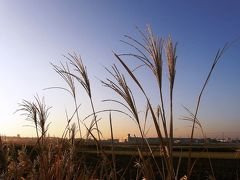 早朝ウォーキングコース沿いも秋の装い・・・今朝は快晴・木々は紅葉・野草はセピア色で素晴らしい姿で