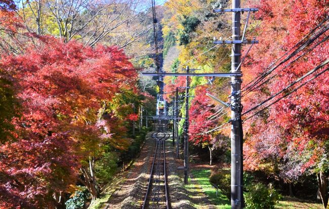 ※3年前の秋の日帰り旅ですが、写真整理のため旅行記にまとめました。<br /><br />*-*-*-*-*-*-*-*-*-*-*-*-*-*-*-*-*-*-*-*-*-*-*-*-*-*-*-*-*-*-*-*-*<br />高尾山にはいつか行きたいと思いながら、なかなか機会がありませんでしたが、2017年の秋に「高尾山で紅葉狩りをしよう!」と夫が思い立ち、紅葉シーズンの快晴の祝日に、ようやく実現しました。<br /><br />いつもは旅の計画を立てるのはほとんどわたしですが、今回は現地までのアクセスやハイキングのルートチェックなど、すべて夫がやったので、わたし自身は何も調べず、付いていくだけ。<br />旅の計画を立てるのは楽しいけれど、お任せというのも楽で、たまにはいいなと思いました。<br /><br />高尾山は『ミシュラン・グリーンガイド・ジャポン』で3つ星(「わざわざ旅行する価値がある」の評価)も獲得している、関東の名所。<br />富士山も見える絶景と、四季折々の美しい風景が評価されたのでしょうね。<br /><br />この日はお天気にも恵まれ、高尾山の素晴らしい紅葉を堪能することができました。もっと早く行っていればよかったな~。