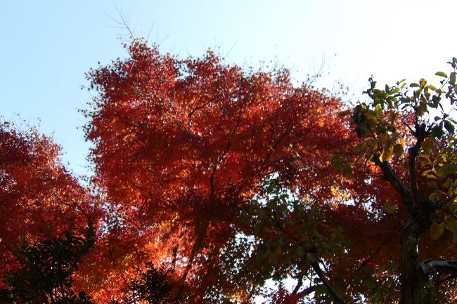 　鎌倉宮の今年の紅葉は一応紅葉はしているが、例年ほどの迫力はなく、とりわけて綺麗ということはない。<br />（表紙写真は鎌倉宮の紅葉）