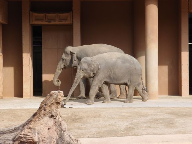 タダ券ゲットしたので、久しぶりに東山動物園に行ってきました！<br /><br />ちょっと寒かったけど、歩けばポカポカ(^^♪<br /><br />楽しいお出かけができました！