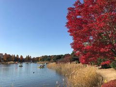 晩秋の昭和記念公園散策