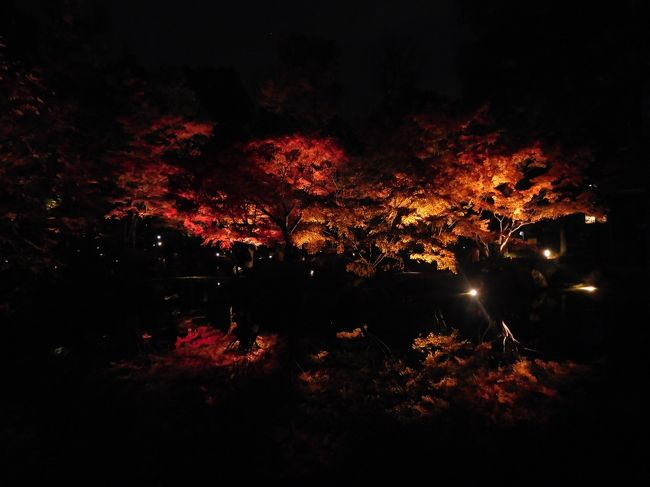 テレビ朝日の報道ステーションで、都内にある大田黒公園の夜の紅葉を紹介していたので、仕事先から距離がありながら平日の夜に行ってみました。<br /><br />---------------------------------------------------------------<br />スケジュール<br /><br />　11月29日　仕事先－JR荻窪駅－大田黒公園観光－JR荻窪駅－自宅<br />