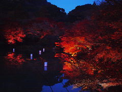 柳坂曽根の櫨（ハゼ）紅葉　　有田の大公孫樹(大イチョウ）　御船山楽園紅葉ライトアップ　★福岡　佐賀の紅葉めぐり