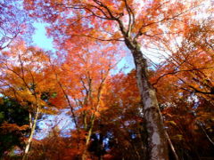 紅葉見ごろの香嵐渓と和紙の町　美濃