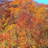 上信越-2  銀山平キャンプ場＊紅葉　荒沢岳の彩り最高潮　☆長いトンネル抜けた別天地