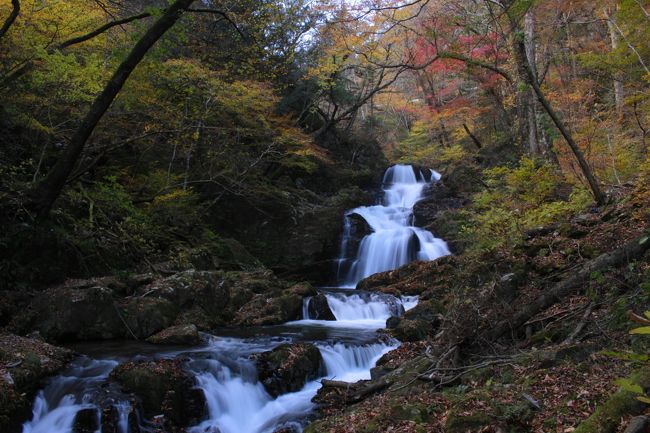 ☆２０１７年の紅葉狩りシリーズの大トリは今年も福島県いわき市の山間にある『戸草川渓谷』の紅葉です。<br />厳密に言えば東北最後の紅葉は戸草川より少し下流に位置する『いわき龍神峡』の紅葉で、戸草川渓谷より１週間ほど遅く見頃になるので、ほぼ最後の紅葉かな(^^)；。<br />９月下旬の磐梯吾妻から始まった福島県の紅葉も１２月上旬の“いわき市”で終わりを告げます。<br /><br />なぜ戸草川渓谷が禁断の渓谷かと言うと、<br />この渓谷沿いの道路は度重なる土砂崩れにより２００８年８月からずっと通行止めになっていましたが、<br />それに輪を掛けて東日本大地震、台風など相次ぐ災害で、<br />車はおろか人もペットも入渓禁止になっているからです。<br /><br />じゃ、なぜ貴方は入渓できたのですか？と問われれば、<br />大きな声では言えませんが・・・・・<br />復旧工事が始まる前の早朝に、こそっと訪れました(^^)；。<br />なので旅行記としてUPさせていただきましたが、本来は行ってはいけない『禁断の渓谷』なんです。<br />