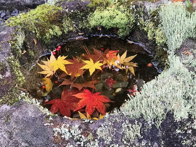 客人を東京から迎えて紅葉めぐりに出かけました<br />明け方からの雨は上がり、紅葉も苔も色づいて色あざやかになり良い風景が広がりました<br /><br />まずは京都駅から東福寺へ<br />定番だけあって平日でも混雑していましたが、敷地内で高低差があるのであまり気になりません<br />通天橋からの眺めや苔との色合いは息をのむほど<br /><br />次は叡山電車叡山電車で二ノ瀬へ<br />一日限定100名の白龍園は混雑知らずでゆっくりできました<br />苔の種類も豊富で説明も丁寧で勉強になりました<br /><br />帰路は修学院駅で下車して、まずは曼殊院へ<br />中よりも参道の紅葉と落ち葉のコントラストが見事でした<br /><br />詩仙堂に移動する途中の圓光寺<br />外からはイマイチそうで期待してませんでしたが、ここが一番良かったかも<br />というくらい様々な色合いを楽しめました<br /><br />最後は詩仙堂へ<br />中庭などは期待した割には・・・な感じ