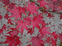 京都で紅葉狩り　２０１７　その２