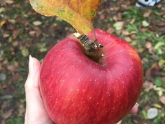 紅葉！伊香保温泉！吹割りの滝に、リンゴ狩り！初めてのバスツアー★