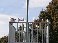 行徳野鳥の楽園　秋