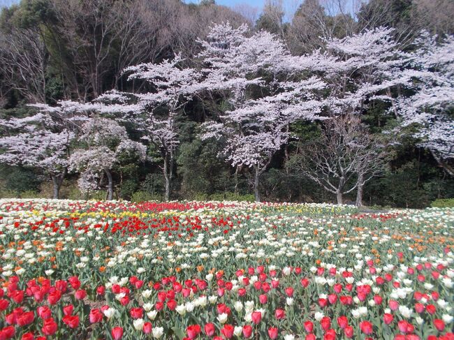 桜 と チューリップの庭園。。<br /><br />例年より、かなり早く<br />二日前に桜・満開になり、先週・見頃となったチュリップとの<br />コラボを、見にお邪魔しました。。<br /><br />沢山の桜を、こんなに間近で見るのは、初めてです。<br />公道・通りすがりの、車窓でしか・・<br />当然・夜のお花見も、経験ありません。<br />お酒は、何でもウエルカムですが。<br /><br />暗くなると・・ライトアップされ、ナイター営業しています。<br />夜桜も・・一度見てみたいなぁー<br /><br /><br />ソメイヨシノ中心に、１３００本。<br />チューリップは、なんと ５０万球。。<br /><br /><br /><br />You Tube<br />Perfume　　　１９本　<br />２００５・９/２１　　リニアモーターガール　で　メジャーデビュー<br /><br />リリースの、新しい順です。<br /><br /><br /><br /><br />