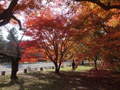 御苑の紅葉。人が少なく，身近にそばに寄れます。紅葉の中に入れます。すばらしいところです。