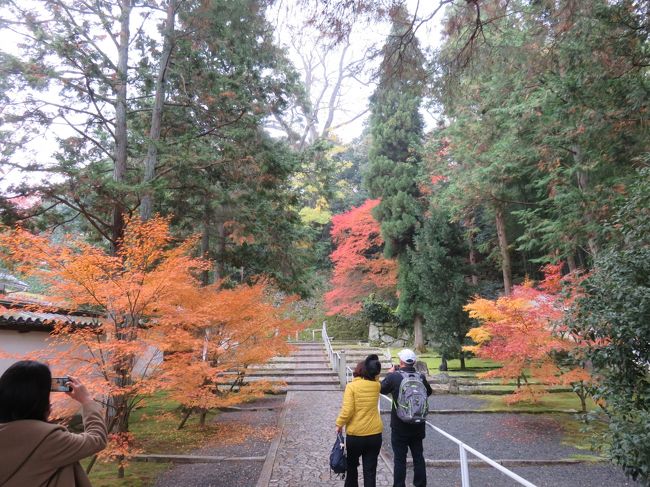 京都の紅葉を楽しむ旅の二日目は龍安寺でスタートしたが、午後は、バスで移動して、知恩院前のバス停で降りた。ここから知恩院の三門などをさっと歩いて、円山公園に入った。前回、知恩院はちゃんと奥のほうまで見たのだが、今回は、省略して、そのかわり、円山公園をちゃんと回った。前回は円山公園は素通りしただけで、奥のほうを知らなかった。<br /><br />その後、八坂神社を通り過ぎて、祇園を歩き、さらに花見小路を通り抜けて、建仁寺まで歩いていった。このあたりは、前回、訪問したばかりだが、紅葉がどうなっているかを確認したかったので、今回も歩いてみたのだ。この日はお陰で19000歩も歩いた。普段運動不足の私にはいい運動になった。京都だと、散歩に飽きることはない。それにしても、このあたりは、着物姿の人が外国人日本人を問わず、非常に増えている。安いところでは2千円ぐらいから貸し出しているようだ。着物大流行といっていいだろう。特に女性達は美しい柄の着物を着て歩くのは、京都でやってみたいと思うのだろう。京都で着物姿で歩くのは今や普通の風景になっていると言っても過言ではない。<br /><br />散歩コースに沿って写真をだすことにする。<br />一枚目は知恩院。