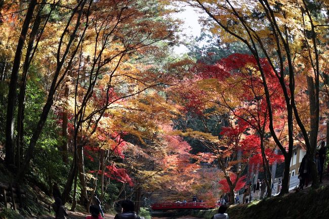 2017年12月2日（土）天気：晴れ<br />小國神社の紅葉もそろそろ急がねば！ということで、混むのを覚悟で土曜日に行ってきました。<br />起点は掛川駅。天竜浜名湖鉄道に乗り遠州一宮駅で下車。徒歩で小國神社まで行き、参拝・紅葉狩り。<br />帰路は徒歩で遠州森駅まで行き、再び天浜線で掛川駅まで戻ってくる約6時間の旅です。<br /><br />小國神社までの路線バスはありません。遠州一宮から無料送迎バスはありますが、ほとんどの人がマイカーで行くようで道路や駐車場は渋滞していました。私は徒歩だったので全く問題なかったですが疲れました…(-_-;)<br />