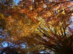 2017京都子供守り巡りと名残紅葉