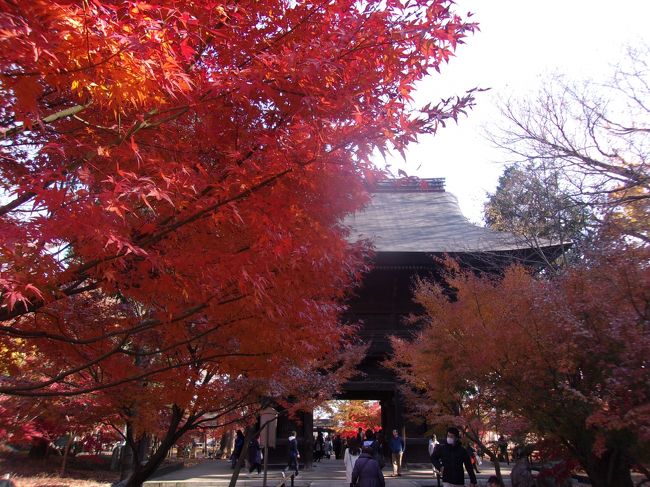 師走の小春日和というには季節の遅い比較的な暖かい日<br />T東京の<br />T東急沿線を１日切符で<br />T寺を<br />Tトリップ<br />してきました。<br />写真をとらなかった道沿いの寺もいれると４寺<br />です。