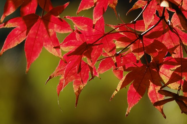 熱海梅園は梅の時しか来たことがなかったが、紅葉もあることがわかりそれならばと見に行ってみた。 あまり期待はしていなかったが中盤からいい感じになってきた、　見頃に来ればもっとよかったかもしれないですね。<br /><br />『JRに乗って思ったこと』　朝7時前に駅に行ったら券売機が開いてなくそのまま改札を入って誰かに言って切符を買えとの表示,　 一応7時まで待って買い終点の来宮駅で改札に向かったらタッチ式で切符を通すとこがなかった、　つまり乗った駅で切符を持ってなくそのままでも出れそうですね。<br /><br />