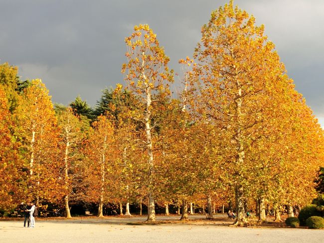 いよいよ紅葉秋色を楽しめる場所も限られてきました。<br />行ける時に行こうよ！とお友達からのお誘い！<br />前回は奥多摩紅葉を楽しみ今回は新宿へ！<br />ついでに築地で買い物も楽しんできました♪<br />