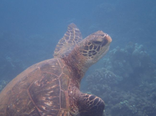 マウイ島に行ってきました