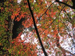 都心の紅葉を見るために東御苑を訪問する②汐見坂～本丸～大手門迄