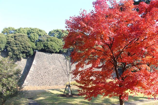 今日は皇居内部の一般公開があったので行ってみました。 <br /><br />日本中のお城や世界中の宮殿を回っているのに、皇居はあまり来たことがないなあ。<br />小学生のときに「正月一般参賀」に行って、当時の昭和天皇を遠くから見たくらいかも。<br /><br />天気もよく、紅葉も見ごろで、多くの人が来ていました。