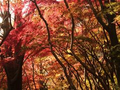 鎌倉の紅葉めぐり ～雑木林が真っ赤に染まる獅子舞~
