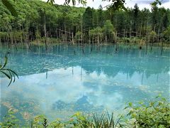 7月の旭岳はツガザクラの宝庫　神秘の青い池