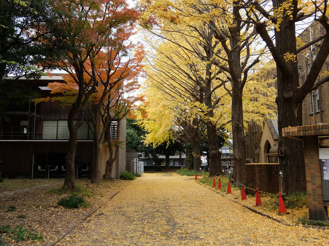 秋の黄葉の東京大学　散ってしまったかと思いながら散歩に出かけました<br /><br />　まだまだ　美しい黄葉は行くのを待っていてくれたかと思うほどでした。<br /><br /> 地下鉄　南北線　東大前　下車　歩いて数分ですが　<br /><br />　敷地は農学部と一緒なんです。、