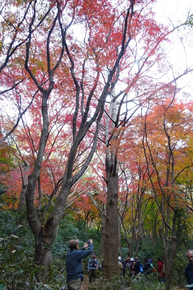 昨年の紅葉は、古都鎌倉のお寺巡りをしたが、今年は４年ぶりに獅子舞（紅葉谷）の紅葉を訪れた。<br />獅子舞は、紅葉の時期がいつも遅いのだが、今年の紅葉は例年より早いとの事で間に合うか？と思って訪れた。<br />果たして、各お寺の紅葉にはやや遅かったが、自然の獅子舞の紅葉は正に見ごろを迎えていて、十分に紅葉を楽しむことが出来た。<br />獅子舞は、今週末くらいまでは楽しめそうである。<br /><br />コースは、円覚寺ー建長寺ー天園ー獅子舞（紅葉谷）－瑞泉寺ー鶴岡八幡宮　23,000歩<br /><br />過去の鎌倉紅葉ハイキング、寺巡りはこちらです。<br /><br />（２０１６年）<br />紅葉巡り　古都鎌倉　（前半：円覚寺、東慶寺、浄智寺）<br />https://4travel.jp/travelogue/11195573<br />紅葉巡り　古都鎌倉　（後半：（浄智寺）－ハイキングー源氏山ー化粧坂切通しー海蔵寺ー鶴岡八幡宮ー建長寺）<br />https://4travel.jp/travelogue/11195813<br /><br />（２０１３年）<br />鎌倉紅葉ハイキング　２０１３　金沢文庫から、能見堂緑地（六国峠ハイキングコース）、大丸山、天園、紅葉谷、祇園山、鎌倉<br />https://4travel.jp/travelogue/10838403<br /><br />（２０１２年）<br />鎌倉紅葉ハイキング　２０１２　大船から鎌倉湖、百八やぐら、大平山、天園、紅葉谷<br />http://4travel.jp/travelogue/10730403<br /><br />（２０１１年）<br />神奈川探訪（２３）　鎌倉　紅葉ハイキング、紅葉谷、瑞泉寺<br />http://4travel.jp/travelogue/10627067