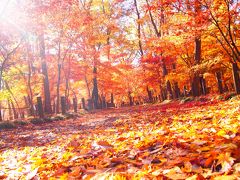 2017年最後の紅葉秋色満喫は！埼玉・平林寺