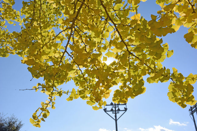 “虹の郷”の紅葉を見に来ましたが、その前に手前の“狩野川記念公園”に寄りました。<br />そしてデジカメを持って銀杏の黄葉を撮ろうとしたらデジカメにSDカードが入っていないことに気づき、慌てて近くの家電屋さんで購入してきました。<br />直接、“虹の郷”に行かなくて良かったです。“虹の郷”でも同じ店まで行かなければならず、時間が無駄になるところでした。<br /><br />★伊豆市役所のHPです。<br />http://www.city.izu.shizuoka.jp/<br /><br />★伊豆市観光協会のHPです。<br />http://www.izushi.info/<br /><br />★伊豆市観光情報のHPです。<br />http://kanko.city.izu.shizuoka.jp/