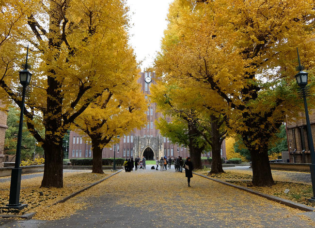東京大学 本郷キャンパス<br /><br />明治10年 東京開成学校と東京医学校が合併と言う歴史ある東京大学に<br />明治19年 加賀藩の江戸屋敷を主に使用されて 帝国大学が発足<br />明治30年 東京帝国大学となり<br />昭和22年 東京大学<br />昭和24年 新制 東京大学<br />平成16年 国立大学法人 東京大学になりました。