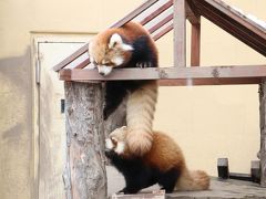 ２度目の北海道レッサーパンダ遠征は３都市４泊４日（２）【旭山動物園（１）】Hello！物怖じしないレッサーパンダの赤ちゃんと展示と狩りの練習中のアムールヒョウの双子の赤ちゃん～にぎやかなレッサーパンダ・ファミリー総勢９頭