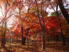 平林寺　～埼玉紅葉スポット～