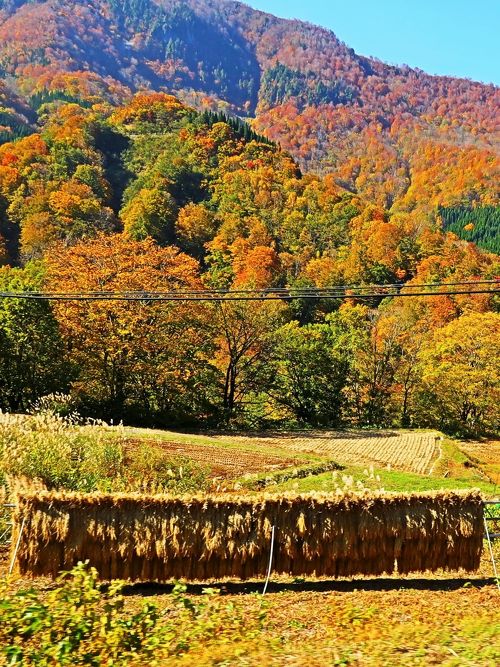 上信越-12 秋山郷6/6 錦秋の渓谷に収穫の歓び ☆山々の紅葉、いま盛り