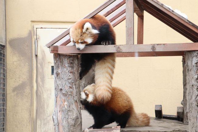 旭山動物園・釧路市動物園・円山動物園───３都３園４日間の北海道のレッサーパンダ動物園めぐり。<br />どれも素晴らしかったし、楽しい思いをたくさんして、癒されて、写真もたくさん撮ってきました。それぞれの園でそれぞれの楽しみがあり、思った通りよかったところも、思わぬところでよかったところもそれぞれぞれでした。<br />しかしふり返れば一番充実していて、クライマックスだったといえるのは、一日目の旭山動物園でした。<br />なんと言っても今回の北海道遠征を決めた一番の楽しみのレッサーパンダの赤ちゃんに会えた唯一の園であり、唯一の日でしたから。<br /><br />ああ、赤ちゃんたちの可愛らしかったこと！<br />もう外でお父さんやお兄ちゃんたちと過ごすのにだいぶ慣れていたのか、とりわけ片方の子は全然物怖じせず、大人たちに混じって笹を食べ始めたのにはびっくりしました。<br />この時期のレッサーパンダの赤ちゃんとしては、成長が早い方だし、ずいぶん度胸があると思いました。<br />早くから、ママや双子の兄弟だけでなく、１つ年上のお兄ちゃん・お姉ちゃんと一緒に過ごしていたせいでしょうか。<br />もっとも、もう一頭の子はマイペースで、自分の行動範囲を広げつつも、ちょっとおっかなびっくりそうだったところは、同世代の他園の赤ちゃん相応に見えました。<br /><br />今年2017年生まれのレッサーパンダの双子の糸糸（みいみい）ちゃんと守守（しょうしょう）くんは、見た目はそっくりで見分けが難しかったですが、そんなわけで、性格と行動の違いははっきりしていました。<br />おとなしい子が女の子の糸糸ちゃんで、物怖じしなかった子が男の子の守守くんだろうと思います。<br />そのことを、翌日、飼育員さんに会えたら確かめようと楽しみにしていましたが……２日目は小雨で天気はあまりよくなかったせいか、赤ちゃんたちの登場はなく、雨の中辛抱して待ち構えましたが、飼育員さんには会えませんでした。残念。<br />レッサーパンダのぱくぱくタイムもなかったので、ひょっしとたらレッサーパンダの担当さんはお休みで、代番さんが世話していた可能性もあります。<br /><br />一日目の旭山動物園が今回の北海道遠征を通じてクライマックスと言いたくなる理由として、レッサーパンダの赤ちゃんのほかに、あわよくば会いたいと思っていた、アムールヒョウの双子の赤ちゃんにたっぷりも会えたことがあります！<br />アムールヒョウの赤ちゃんには、翌日も会えたのですが、そのときは赤ちゃん一頭のみで、短い時間でした。<br />一日目の方は、双子でじゃれあったり、狩りの練習を兼ねてママに飛びかかったり、甘えたりする姿もばっちり見られたのです。<br /><br />ただ、そんな赤ちゃんたちの様子がつぶさに写真に撮れたかどうかは別です。<br />檻が邪魔であったり、死角にいて見えないこともありましたし、見学者は他にもいましたから、さほど混んでいなかったので好きなだけ見ていることは可能だったものの、いつでも良いポジションが取れたわけではありません。<br />あとは、機材と、なにより私の腕と辛抱と時間の限界と制約。<br />ただ、撮った本人は、決定的瞬間は撮れなくても、その前後のことを、写真を見れば思い出せるという特権があります@<br /><br />それに、楽しみにしていたのも、夢中になったのも、レッサーパンダやアムールヒョウの赤ちゃんたちだけではありません。<br />旭山動物園には、レッサーパンダが赤ちゃん含めて総勢９頭います。<br />コアなレッサーパンダ・ファンにとって、みんな個性的なので、レッサーパンダとしてではなく、それぞれの子に会うのを楽しみにしていました。<br />旭山動物園にはせいぜい年に一回くらいしか来園できそうにないので、去年はじめて会って以来の子供たちの成長ぶりにじーんと来ましたし、大人の中にはだいぶ容貌が変わってびっくりさせられた子もいました。この一年の間に亡くなってしまった子もいます。<br />今後、移動などでメンバーが変わることもあるでしょう。<br />なので、今度また来られるとしても一年くらいあいてしまうかも思うと、赤ちゃん以外の今のレッサーパンダたちにじっくり会えたことも貴重でした。<br /><br />それにしても、旭山動物園のレッサーパンダたちは、午前中、家族４頭が過ごしていた向かって右の展示場の子たちの方は、すっかり大人サイズになった去年2016年生まれの双子の雷雷（ライライ）くん・雲雲（ゆんゆん）ちゃんを含め、見分けるのがすっかり困難になっていました。<br />午後の入れ換えがあり、２日通い、ホテルで写真を見返し、ネットやインスタグラムで他の人が撮った写真と比べてやっと、なんとか見当がついてきたってありさまでした。<br /><br />＜いろいろぎりぎりセーフだった２度目の北海道レッサーパンダ遠征の旅行記のシリーズ構成＞<br />□（１）【旭川編】再びドーミーインの温泉ホテルライフと北海道グルメの朝食バイキング＆前週末の寒波の大雪が残っていた旭山動物園＆贅沢海鮮食い倒れ（？）の夕食<br />■（２）【旭山動物園（１）】Hello！物怖じしないレッサーパンダの赤ちゃんと展示と狩りの練習中のアムールヒョウの双子の赤ちゃん～にぎやかなレッサーパンダ・ファミリー総勢９頭<br />□（３）【旭山動物園（２）】雪上がりの平日の方がもぐもぐタイムが多かった１日目～きりん舎・かば館からほっきょくぐま館まで<br />□（４）【旭山動物園（３）】小雨降りの２日目～もうじゅう館・オオカミの森・エゾシカの森から今回初めての北海道産動物舎・ちんぱんじー館＆かば館のアフリカのゲテモノたち<br />□（５）【釧路編】雪景色が美しかったバスでの移動＆コンフォートホテルの温泉なしホテルライフ＆初の釧路市動物園にて～レッサーパンダのキンちゃんの忘れ形見の赤ちゃんには会えなかったけど＆釧路空港でホエイ豚のトンカツ定食グルメ<br />□（６）【釧路市動物園・前編】食後のはみがきが可愛かったカナダカワウソ＆不自由な後足で一生懸命歩いていたアムールトラのココアちゃん＆レッサーパンダのシンゲンくんとコーアイちゃん<br />□（７）【釧路市動物園・後編】本日唯一だったぱくぱくタイムのホッキョクグマのキロルくんと檻の展示場に入ってからが楽しかったミルクちゃん＆エゾヒグマのヤマトくんはお休みでエサやりできなかったけどキュートでシャイなエゾクロテンのてんてんに癒される<br />□（８）【札幌編】再びホテルマイステイズプレミア札幌パークの温泉ホテルライフと海鮮朝食バイキング＆氷点下の美しき雪景色の円山動物園＆一番の北海道みやげは慌てて買った冬靴！？<br />□（９）【円山動物園・前編】雪の中のレッサーパンダ特集～ポーズをとってくれたココちゃんとホクトくん＆屋外レッサー・リンゴタイム＆すこやかに成長したママより大きな円実ちゃん<br />□（10）【円山動物園・後編】トビのクラッチくんのフリーフライトや降雪の中のホッキョクグマから雪の中のシンリンオオカミや元気いっぱいミーアキャットの赤ちゃんたち<br /><br />※順不同に作成しています。<br /><br />旭山動物園 公式サイト<br />http://www.city.asahikawa.hokkaido.jp/asahiyamazoo/<br /><br />＜タイムメモ【全行程＆旭山動物園・詳細版】＞<br />【2017/11/21火・旭川前泊】<br />17:00　職場を出る<br />17:45　東京モノレールの羽田空港第一ビルに到着<br />18:30　羽田空港発JAL527便に搭乗<br />20:00　新千歳空港到着<br />20:30発の快速エアポートに乗車<br />22:00発の特急カムイに乗車<br />23:25頃　旭川駅に到着<br />23:40頃　ドーミーイン旭川ホテルにチェックイン<br />（駅前からタクシー／540円）<br /><br />【2017/11/22水】<br />（旭山動物園での天候の天候：曇り時々晴れ）<br />（旭川の最高気温６度／最低気温マイナス５度）<br />07:45　起床<br />08:10-08:45　ホテルの朝食バイキング<br />09:20　タクシーで旭川駅前へ（540円）<br />09:40　旭川駅前発のバスに乗車（440円）<br />10:30頃　旭山動物園前のバス停に到着<br />（定刻より約10分遅れ）<br />10:35　西門より旭山動物園に入園<br />（冬は10時30分開園）<br />（年パス1,020円購入／入園料大人820円）<br />10:40-10:50　ペンギン<br />（10:45～ペンギンのもぐもぐタイム）<br />10:50-11:00　アザラシ<br />11:05-11:15　ホッキョクグマ<br />11:15-13:10　レッサーパンダ<br />（11:45～レッサーパンダのもぐもぐタイム）<br />（12:00すぎから双子の赤ちゃん登場）<br />13:15-13:30　カバのもぐもぐタイム（百吉）<br />13:30-13:45　カバの旭子<br />13:45-13:50　キリン（屋外から）<br />13:50-13:55　アフリカのゲテモノ<br />13:55-14:00　キリン（屋内から）<br />14:05-14:10　アザラシ<br />（14:00～アザラシのもぐもぐタイム）<br />14:10-14:20　中央休憩処隣接のZoo Shopで買い物<br />14:25-14:35　アムールトラ<br />14:35-14:45　エゾヒグマ（とん子）<br />14:45-15:00　アムールヒョウ（双子の赤ちゃん）<br />15:00-15:05　ユキヒョウ（ヤマト）<br />15:05-15:10　アムールヒョウ（双子の赤ちゃん）<br />15:10-15:25　ユキヒョウ（ヤマト）<br />15:15-15:20　ペンギン<br />15:20-15:25　くらぶ正門売店で買い物<br />15:25　動物園を正門から出てバス停に向かう<br />（冬は15時30分閉園）<br />15:30発の旭川駅行きのバスに乗車<br />16:10頃　旭川駅に到着（ほぼ定刻）<br />17:00-19:00　濱焼北海道魚萬 旭川２条通店で夕食<br /><br />【2017/11/23木・勤労感謝の日の祝日】<br />（旭山動物園での天候：小雨時々みぞれ）<br />（旭川の最高気温５度／最低気温１度）<br />07:45　起床<br />08:10-08:30　ホテルの朝食バイキング<br />09:15　ホテルをチェックアウト<br />09:20　タクシーで旭川駅前へ（540円）<br />09:40　旭川駅前発のバスに乗車（440円）<br />10:22　旭山動物園前のバス停に到着（定刻）<br />10:30　西門から旭山動物園に入園<br />10:30-10:35　アムールトラ<br />10:35-10:55　アムールヒョウ（赤ちゃん１頭）<br />（ユキヒョウのリヒトは顔見えず）<br />10:55-11:00　エゾヒグマ（とん子）<br />11:00-11:25　レッサーパンダ（笹ごはん中）<br />11:25-11:40　シンリンオオミ<br />11:40-12:40　レッサーパンダ<br />（雨が１番強かった時間帯）<br />（給餌も午後の赤ちゃんとの交代もなし）<br />12:40-12:45　ホッキョクギツネ<br />12:50-12:55　エゾシカ<br />12:55-13:05　エゾウサギ・シマフクロウ<br />13:10-13:25　北海道産動物舎<br />13:25-13:30　チンパンジー<br />13:35-13:45　レッサーパンダ（笹ごはん中）<br />13:45-13:50　ペンギン<br />13:55　動物園を正門から出てバス停に向かう<br />14:00発の旭川駅行きのバスに乗車<br />14:40頃　旭川駅に到着（ほぼ定刻）<br />14:50　駅で少し休んだ後、道北バス営業所へ<br />15:35発の釧路行き都市間バス・サンライズ号に乗車<br />22:10頃　釧路駅前に到着（ほぼ定刻）<br />22:20頃　コンフォートホテル釧路にチェックイン<br />（駅前のバスターミナルを下見後／夕食抜き）<br /><br />【2017/11/24金】<br />（釧路市動物園での天候：晴天）<br />（釧路の最高気温５度／最低気温１度）<br />07:30　起床<br />08:15-08:40　ホテルの無料朝食<br />09:05　ホテルをチェックアウト<br />09:15　釧路駅前発の阿寒バス山花温泉リフレ線に乗車<br />10:23　動物園前に定刻に到着（870円）<br />10:25　釧路市動物園入園（570円）<br />（冬の開園時間は10時）<br />10:30-15:30　釧路市動物園<br />（冬の閉園時間は15時30分）<br />15:40　タクシーで釧路空港に到着（2,230円）<br />16:05-16:30　空港でホエイ豚カツ定食のランチ兼夕食<br />17:20　釧路発ANA4876便に搭乗<br />18:10頃　新千歳空港に到着（定刻より約５分遅れ）<br />（19:50頃～21:20頃　北海道空域航空管制システム不具合発生）<br />18:30　新千歳空港発のエアポート快速に乗車<br />19:07　定刻に札幌駅に到着<br />19:20頃-19:45頃　隣接デパート・エスタのABC-MARTで冬靴購入<br />20:30頃　ホテルマイステイズプレミア札幌パークにチェックイン<br />（地下鉄南北線の中島公園駅より徒歩５分ほど）<br /><br />【2017/11/25土】<br />（円山動物園での天候：軽い雪）<br />（札幌の最高気温マイナス２度／最低気温マイナス３度）<br />07:15　起床<br />08:05-08:45　ホテルの朝食バイキング<br />09:15　チェックアウト<br />09:40　円山公園駅に到着<br />09:43　円山公園駅発のバスに乗車<br />（ほんとは09:22発のバスをめざしていた）<br />09:55　動物園西門前の停留所に到着（210円）<br />10:00　円山動物園に入園（600円）<br />（冬の開園時間は09時30分）<br />10:00-16:00　円山動物園<br />（冬の閉園時間は16時）<br />16:26発のバスに乗車（少し遅れて実際は16:30発）<br />16:40　円山公園駅に到着<br />17:30　札幌駅に到着<br />（中島公園駅のロッカーに荷物を取りに行った後）<br />17:50　札幌駅発の快速エアポートに乗車<br />18:27　新千歳駅に定刻で到着<br />18:40-18:45頃　搭乗ゲートでおみやげ物色<br />（保安検査前に買い物をする余裕なし）<br />19:00　新千歳空港発JAL524便に搭乗<br />20:40　羽田空港到着（実際は21:00近く）<br />21:35　リムジンバスに乗車<br />23:30頃　帰宅<br /><br />＜前回初めての旭山動物園の旅行記＞<br />2016年10月21日<br />「Hello！　レッサーパンダの赤ちゃん～茶色いやんちゃそうな雷雷（レイレイ）くんと白顔のおとなしそうな雲雲（ユンユン）ちゃん、旭山動物園にて」<br />http://4travel.jp/travelogue/11183168<br />「夢叶った北海道レッサーパンダ遠征（旭山動物園）（２）初雪の翌日に訪れた雪と紅葉の旭山動物園」<br />http://4travel.jp/travelogue/11182877<br />「夢叶った北海道レッサーパンダ遠征（旭山動物園）（３）やっと会えた旭山動物園の愉快なレッサーパンダ一家」<br />http://4travel.jp/travelogue/11185046<br />「夢叶った北海道レッサーパンダ遠征（旭山動物園）（４）ほっきょくぐま館ともぐもぐタイム＆ホッキョクギツネとオオカミの森」<br />http://4travel.jp/travelogue/11187695<br />「夢叶った北海道レッサーパンダ遠征（旭山動物園）（５）ぺんぎん館・あざらし館ともぐもぐタイム＆もうじゅう館～アムールトラのチビっ子たち」<br />http://4travel.jp/travelogue/11187698<br />「夢叶った北海道レッサーパンダ遠征（旭山動物園）（６）きりん舎・かば館・エゾシカの森～カバの見せ方に大感激！」<br />http://4travel.jp/travelogue/11187702<br /><br />※これまでの動物旅行記の目次を作成済。随時更新中。<br />「動物／動物園と水族館の旅行記～レッサーパンダ大好き～　目次」<br />http://4travel.jp/travelogue/10744070<br />