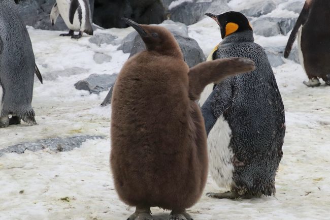 ペンギン、ホッキョクグマ、アザラシ、カバ、キリン。<br />ホッキョクグマは、日本全国で飼育数が多くないですが、その他の動物たちは、他の動物園で見られる機会は多いです。<br />でも、旭山動物園のおかげで、その魅力に改めて気付くことになった動物もいます。特にカバがそうでした。<br /><br />今回、カバのもぐもぐタイムが始まったのは、レッサーパンダの赤ちゃんが出てきて１時間ほどたった頃でした。<br />まだまだレッサーパンダの赤ちゃんを見ていたい気持ちもあったので迷いましたが、カバの百吉くんのもぐもぐタイムに見に行って良かったです。<br />そのしぐさや丸みを帯びたからだつき。相手は巨体で、野生で出会ったりしたらとても危険な動物なのですが、なんて可愛らしかったことか！<br />カバの旭子さんが水中で泳ぐ姿も、また見られて良かったです。すばらしく可愛らしいだけでなく、時間の流れがとても優雅に感じられるのです。<br /><br />それから、キングペンギンのひなを、今回の旭山動物園で初めて見ることが出来ました！<br />キングペンギンのひながどんなかは、マンガの「しろくまカフェ」で初めて知ったのですが、そのマンガの中でいつも一緒に行動しているコウテイペンギンのひなの可愛らしさに比べると、キングペンギンのひなの方は、みにくいアヒルの子と勘違いしていました。<br />全身やわらかそうな茶色のもこもこで、なんと可愛らしかったことか！<br />成鳥と同じ大きさなのですが、全身、あまりにももこもこで、思わず笑ってしまう可愛らしさでした@<br /><br />動物の行動を見せる展示で名高い旭山動物園。<br />今回の訪問で２度目とはいえ、レッサーパンダに今年2017年も双子の赤ちゃんが生まれたので、レッサーパンダもたっぷり見つつ、できれば去年回れなかったエリアも回りたいと思ったので、日程を１日半にしました。<br />ただ、翌日は半日だし、祝日なので来園者が多かろうと思ったので、レッサーパンダに好きなだけ時間をさけつつも、１日目から勢力的に回るようにしました。<br />１日目に回れたのは、初・来園の去年2016年にはじっくり回ったエリアなので、回り方やポイントはしぼれました。<br />それでも、オオカミの森より奥は行く時間はなかったので、２日目に回ることにしました。<br /><br />また、１日目にできるだけもぐもぐタイムを回っておくことにしました。<br />その結果、ずっと前から張っていた11時45分からのレッサーパンダ以外に、10時45分からのペンギン、13時15分からのカバ、14時からのアザラシのもぐもぐタイムはなんとか見学できました。<br />そのうちレッサーパンダの写真はこの前の旅行記「２度目の北海道レッサーパンダ遠征は３都市４泊４日（２）【旭山動物園（１）】Hello！物怖じしないレッサーパンダの赤ちゃんと展示と狩りの練習中のアムールヒョウの双子の赤ちゃん～にぎやかなレッサーパンダ・ファミリー総勢９頭」にまとめました。<br />https://4travel.jp/travelogue/11309120<br /><br />こういうイベントは、平日の来園者が少ないときであれば、ぎりぎりに駆けつけてもそこそこ良いポジションが取れると思ったのですが、さすが天下の旭山動物園、旭川観光といえば必ず行くくらいの観光スポットでもあるからか、けっこう盛況でした。<br />それでも、ぎりぎりでも駆けつけておいて良かったです。<br />なにしろ２日目は、荒天予報の上、飛び祝日だったせいか、それほど来園者は多くなかった代わりに、祝日にしては、もぐもぐタイムが激減していたのですから。<br />しかも、同じ時間に集中していたのですから。<br /><br />ちなみに、動物の食事イベントはいろんな動物園でありますが、旭山動物園では必ず、野生に生きるその動物の現状や絶滅危惧種である場合はそのことにも触れ、いま我々がどうしたら良いか、できることはないか、考えさせる内容で終わっています。<br />私が個人的にできることはほんのちょっと、いやほとんどないかもしれません。<br />ただ、知っているか知らないか、関心があるかないか、その違いは大きいと思います。<br />実際、2012年に一眼レフデビューして動物園めぐりをするようになるまで、全国的に有名なニュースになったような動物ニュースであっても、私は無関心で、全然知らないままでした。<br />なので、世界にどのくらい絶滅危惧種の動物がいるか、なぜそうなっているか、そういうことも全然関心を持っていなかったくらいでした。<br /><br />＜いろいろぎりぎりセーフだった２度目の北海道レッサーパンダ遠征の旅行記のシリーズ構成＞<br />□（１）【旭川編】再びドーミーインの温泉ホテルライフと北海道グルメの朝食バイキング＆前週末の寒波の大雪が残っていた旭山動物園＆贅沢海鮮食い倒れ（？）の夕食<br />□（２）【旭山動物園（１）】Hello！物怖じしないレッサーパンダの赤ちゃんと展示と狩りの練習中のアムールヒョウの双子の赤ちゃん～にぎやかなレッサーパンダ・ファミリー総勢９頭<br />■（３）【旭山動物園（２）】雪上がりの平日の方がもぐもぐタイムが多かった１日目～きりん舎・かば館からほっきょくぐま館まで<br />□（４）【旭山動物園（３）】小雨降りの２日目～もうじゅう館・オオカミの森・エゾシカの森から今回初めての北海道産動物舎・ちんぱんじー館＆かば館のアフリカのゲテモノたち<br />□（５）【釧路編】雪景色が美しかったバスでの移動＆コンフォートホテルの温泉なしホテルライフ＆初の釧路市動物園にて～レッサーパンダのキンちゃんの忘れ形見の赤ちゃんには会えなかったけど＆釧路空港でホエイ豚のトンカツ定食グルメ<br />□（６）【釧路市動物園・前編】食後のはみがきが可愛かったカナダカワウソ＆不自由な後足で一生懸命歩いていたアムールトラのココアちゃん＆レッサーパンダのシンゲンくんとコーアイちゃん<br />□（７）【釧路市動物園・後編】本日唯一だったぱくぱくタイムのホッキョクグマのキロルくんと檻の展示場に入ってからが楽しかったミルクちゃん＆エゾヒグマのヤマトくんはお休みでエサやりできなかったけどキュートでシャイなエゾクロテンのてんてんに癒される<br />□（８）【札幌編】再びホテルマイステイズプレミア札幌パークの温泉ホテルライフと海鮮朝食バイキング＆氷点下の美しき雪景色の円山動物園＆一番の北海道みやげは慌てて買った冬靴！？<br />□（９）【円山動物園・前編】雪の中のレッサーパンダ特集～ポーズをとってくれたココちゃんとホクトくん＆屋外レッサー・リンゴタイム＆すこやかに成長したママより大きな円実ちゃん<br />□（10）【円山動物園・後編】トビのクラッチくんのフリーフライトや降雪の中のホッキョクグマから雪の中のシンリンオオカミや元気いっぱいミーアキャットの赤ちゃんたち<br /><br />※順不同に作成しています。<br /><br />旭山動物園 公式サイト<br />http://www.city.asahikawa.hokkaido.jp/asahiyamazoo/<br /><br />＜タイムメモ【全行程＆旭山動物園・詳細版】＞<br />【2017/11/21火・旭川前泊】<br />17:00　職場を出る<br />17:45　東京モノレールの羽田空港第一ビルに到着<br />18:30　羽田空港発JAL527便に搭乗<br />20:00　新千歳空港到着<br />20:30発の快速エアポートに乗車<br />22:00発の特急カムイに乗車<br />23:25頃　旭川駅に到着<br />23:40頃　ドーミーイン旭川ホテルにチェックイン<br />（駅前からタクシー／540円）<br /><br />【2017/11/22水】<br />（旭山動物園での天候の天候：曇り時々晴れ）<br />（旭川の最高気温６度／最低気温マイナス５度）<br />07:45　起床<br />08:10-08:45　ホテルの朝食バイキング<br />09:20　タクシーで旭川駅前へ（540円）<br />09:40　旭川駅前発のバスに乗車（440円）<br />10:35　西門より旭山動物園に入園<br />（冬は10時30分開園）<br />（年パス1,020円購入／入園料大人820円）<br />10:40-10:50　ペンギン<br />（10:45～ペンギンのもぐもぐタイム）<br />10:50-11:00　アザラシ<br />11:05-11:15　ホッキョクグマ<br />11:15-13:10　レッサーパンダ<br />（11:45～レッサーパンダのもぐもぐタイム）<br />（12:00すぎから双子の赤ちゃん登場）<br />13:15-13:30　カバのもぐもぐタイム（百吉）<br />13:30-13:45　カバの旭子<br />13:45-13:50　キリン（屋外から）<br />13:50-13:55　アフリカのゲテモノ<br />13:55-14:00　キリン（屋内から）<br />14:05-14:10　アザラシ<br />（14:00～アザラシのもぐもぐタイム）<br />14:10-14:20　中央休憩処隣接のZoo Shopで買い物<br />14:25-14:35　アムールトラ<br />14:35-14:45　エゾヒグマ（とん子）<br />14:45-15:00　アムールヒョウ（双子の赤ちゃん）<br />15:00-15:05　ユキヒョウ（ヤマト）<br />15:05-15:10　アムールヒョウ（双子の赤ちゃん）<br />15:10-15:25　ユキヒョウ（ヤマト）<br />15:15-15:20　ペンギン<br />15:20-15:25　くらぶ正門売店で買い物<br />15:25　動物園を正門から出てバス停に向かう<br />（冬は15時30分閉園）<br />15:30発の旭川駅行きのバスに乗車<br />16:10頃　旭川駅に到着（ほぼ定刻）<br />17:00-19:00　濱焼北海道魚萬 旭川２条通店で夕食<br /><br />【2017/11/23木・勤労感謝の日の祝日】<br />（旭山動物園での天候：小雨時々みぞれ）<br />（旭川の最高気温５度／最低気温１度）<br />07:45　起床<br />08:10-08:30　ホテルの朝食バイキング<br />09:15　ホテルをチェックアウト<br />09:20　タクシーで旭川駅前へ（540円）<br />09:40　旭川駅前発のバスに乗車（440円）<br />10:22　旭山動物園前のバス停に到着（定刻）<br />10:30　西門から旭山動物園に入園<br />10:30-10:35　アムールトラ<br />10:35-10:55　アムールヒョウ（赤ちゃん１頭）<br />（ユキヒョウのリヒトは顔見えず）<br />10:55-11:00　エゾヒグマ（とん子）<br />11:00-11:25　レッサーパンダ（笹ごはん中）<br />11:25-11:40　シンリンオオミ<br />11:40-12:40　レッサーパンダ<br />（雨が１番強かった時間帯）<br />（給餌も午後の赤ちゃんとの交代もなし）<br />12:40-12:45　ホッキョクギツネ<br />12:50-12:55　エゾシカ<br />12:55-13:05　エゾウサギ・シマフクロウ<br />13:10-13:25　北海道産動物舎<br />13:25-13:30　チンパンジー<br />13:35-13:45　レッサーパンダ（笹ごはん中）<br />13:45-13:50　ペンギン<br />13:55　動物園を正門から出てバス停に向かう<br />14:00発の旭川駅行きのバスに乗車<br />14:40頃　旭川駅に到着（ほぼ定刻）<br />14:50　駅で少し休んだ後、道北バス営業所へ<br />15:35発の釧路行き都市間バス・サンライズ号に乗車<br />22:10頃　釧路駅前に到着（ほぼ定刻）<br />22:20頃　コンフォートホテル釧路にチェックイン<br />（駅前のバスターミナルを下見後／夕食抜き）<br /><br />【2017/11/24金】<br />（釧路市動物園での天候：晴天）<br />（釧路の最高気温５度／最低気温１度）<br />07:30　起床<br />08:15-08:40　ホテルの無料朝食<br />09:05　ホテルをチェックアウト<br />09:15　釧路駅前発の阿寒バス山花温泉リフレ線に乗車<br />10:23　動物園前に定刻に到着（870円）<br />10:25　釧路市動物園入園（570円）<br />（冬の開園時間は10時）<br />10:30-15:30　釧路市動物園<br />（冬の閉園時間は15時30分）<br />15:40　タクシーで釧路空港に到着（2,230円）<br />16:05-16:30　空港でホエイ豚カツ定食のランチ兼夕食<br />17:20　釧路発ANA4876便に搭乗<br />18:10頃　新千歳空港に到着（定刻より約５分遅れ）<br />（19:50頃～21:20頃　北海道空域航空管制システム不具合発生）<br />18:30　新千歳空港発のエアポート快速に乗車<br />19:07　定刻に札幌駅に到着<br />19:20頃-19:45頃　隣接デパート・エスタのABC-MARTで冬靴購入<br />20:30頃　ホテルマイステイズプレミア札幌パークにチェックイン<br />（地下鉄南北線の中島公園駅より徒歩５分ほど）<br /><br />【2017/11/25土】<br />（円山動物園での天候：軽い雪）<br />（札幌の最高気温マイナス２度／最低気温マイナス３度）<br />07:15　起床<br />08:05-08:45　ホテルの朝食バイキング<br />09:15　チェックアウト<br />09:40　円山公園駅に到着<br />09:43　円山公園駅発のバスに乗車<br />（ほんとは09:22発のバスをめざしていた）<br />09:55　動物園西門前の停留所に到着（210円）<br />10:00　円山動物園に入園（600円）<br />（冬の開園時間は09時30分）<br />10:00-16:00　円山動物園<br />（冬の閉園時間は16時）<br />16:26発のバスに乗車（少し遅れて実際は16:30発）<br />16:40　円山公園駅に到着<br />17:30　札幌駅に到着<br />（中島公園駅のロッカーに荷物を取りに行った後）<br />17:50　札幌駅発の快速エアポートに乗車<br />18:27　新千歳駅に定刻で到着<br />18:40-18:45頃　搭乗ゲートでおみやげ物色<br />（保安検査前に買い物をする余裕なし）<br />19:00　新千歳空港発JAL524便に搭乗<br />20:40　羽田空港到着（実際は21:00近く）<br />21:35　リムジンバスに乗車<br />23:30頃　帰宅<br /><br />＜前回初めての旭山動物園の旅行記＞<br />2016年10月21日<br />「Hello！　レッサーパンダの赤ちゃん～茶色いやんちゃそうな雷雷（レイレイ）くんと白顔のおとなしそうな雲雲（ユンユン）ちゃん、旭山動物園にて」<br />http://4travel.jp/travelogue/11183168<br />「夢叶った北海道レッサーパンダ遠征（旭山動物園）（２）初雪の翌日に訪れた雪と紅葉の旭山動物園」<br />http://4travel.jp/travelogue/11182877<br />「夢叶った北海道レッサーパンダ遠征（旭山動物園）（３）やっと会えた旭山動物園の愉快なレッサーパンダ一家」<br />http://4travel.jp/travelogue/11185046<br />「夢叶った北海道レッサーパンダ遠征（旭山動物園）（４）ほっきょくぐま館ともぐもぐタイム＆ホッキョクギツネとオオカミの森」<br />http://4travel.jp/travelogue/11187695<br />「夢叶った北海道レッサーパンダ遠征（旭山動物園）（５）ぺんぎん館・あざらし館ともぐもぐタイム＆もうじゅう館～アムールトラのチビっ子たち」<br />http://4travel.jp/travelogue/11187698<br />「夢叶った北海道レッサーパンダ遠征（旭山動物園）（６）きりん舎・かば館・エゾシカの森～カバの見せ方に大感激！」<br />http://4travel.jp/travelogue/11187702<br /><br />※これまでの動物旅行記の目次を作成済。随時更新中。<br />「動物／動物園と水族館の旅行記～レッサーパンダ大好き～　目次」<br />http://4travel.jp/travelogue/10744070<br />