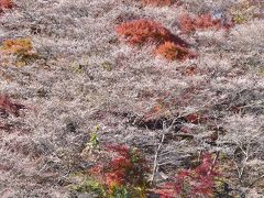 2017紅葉（9） 四季桜と紅葉のコラボ ---川見四季桜の里