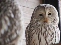 ２度目の北海道レッサーパンダ遠征は３都市４泊４日（４）【旭山動物園（３）】小雨降りの２日目～もうじゅう館・オオカミの森・エゾシカの森から今回初めての北海道産動物舎・ちんぱんじー館＆かば館のアフリカのゲテモノたち