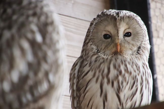 見せる展示で有名な旭山動物園。<br />レッサーパンダと赤ちゃんにたっぷり時間をさくつもりだったので、今回の２回目の再訪では、２日間訪れることにしました。<br />といっても、２日目は、釧路への移動の都合で14時のバスで旭川駅に戻るつもりでしたから、丸２日間ではないです。<br />それに、２日目は天気予報があまり芳しくなかったせいか、祝日だったのに、楽しみなイベントのもぐもぐタイムが激減していました。<br />雨は小雨ですみましたが、昼頃、もしかしたらと期待してレッサーパンダの給餌や赤ちゃんとの展示交代がないか、じっと待っていた時が一番雨が強く降りました。レッサーパンダ展示場があるエリアは雨がしのげるところがなかったので、雨の中で待つのはけっこうつらかったです。<br />出てこないと分かってれいば、展示場前に屋根のある他の動物たちを見に行っていたかもしれません。<br />あるいは別の動物のもぐもぐタイムを見に行っていたかも。<br />ユニクロのダウンジャケットは完全な防水にならず、特に、カメラを雨からかばうようにカサを差していたせいで、襟元やそでがぐっしょり濡れてしまいました。<br />それに、寒い思いをして待っていたけれど、結局、レッサーパンダの展示交代もなく、笹を補給に来るはずの飼育員さんに会えなかったので話もできませんでした。<br />待っていた間、レッサーパンダたちをたっぷり見ていられたものの、待っていた目的は全然果たせなかったので、テンションが下がってしまったのは確かです。<br /><br />そうはいっても、テンション下がったままではもったいないので、ちゃんと楽しみもした。<br />旭山動物園で楽しみにしていたのは、レッサーパンダの赤ちゃんだけではないのです。<br />というか、もともと、タイミング良く赤ちゃんたちに会えない可能性もあると思っていたので、赤ちゃんだけに期待しないようにしていました。<br /><br />１日目に見に行ったので、ホッキョクグマ・アザラシ・キリン・カバは、２日目は割愛しました。ほんとはもう一度見に行きたい気持ちはありましたが、そうすると時間が足らなくなるので、２日目は、もうじゅう館から奥に行くことにしました。<br />もうじゅう館は１日目も見に行きましたが、アムールトラの子供の展示は午前中で、１日目の昨日は見損ねたのです。<br />子供といっても、生まれたのは去年2016年生まれの子たちのことだったので、もうサイズは大人と変わりありませんでした。<br />男の子のソーンくんは、１日目の午後に単独でいるところを見学できましたが、女の子のナージャちゃんの方は、まだお母さんのザリアさんと同居していました。お母さんと比べると、どこかまだあどけなさがありました。<br /><br />ユキヒョウは、昨日の午後がヤマト・パパの番だったので、２日目は、午前中に行けば、リヒトくんに会えるのではないかと楽しみにしていましたが……残念ながらリヒトくんは、お気に入りの網のデッキで寝ていて、ふわふわな座布団のような姿が下から見えただけでした。<br /><br />アムールヒョウの赤ちゃんたちの方は、朝見に行ったときは、双子の片方がお肉を食べている姿を見ることができましたが、もう一方の赤ちゃんとお母さんはバックヤードから姿を見せませんでした。<br />そんなアムールヒョウの赤ちゃんの写真は、今回の旭山動物園シリーズの最初の旅行記「２度目の北海道レッサーパンダ遠征は３都市４泊４日（２）【旭山動物園（１）】Hello！物怖じしないレッサーパンダの赤ちゃんと展示と狩りの練習中のアムールヒョウの双子の赤ちゃん～にぎやかなレッサーパンダ・ファミリー総勢９頭」にまとめました。<br />https://4travel.jp/travelogue/11309120<br /><br />オオカミの森とエゾシカの森は去年も訪れましたが、シマフクロウ舎・北海道産動物舎・ちんぱんじー館は今回初めて訪れました。<br />シマフクロウ舎では、シマフクロウはよく見えませんでした。でも、このときによく見られなかったシマフクロウは、翌日の釧路市動物園で何羽もじっくり見ることができてリベンジできました。<br />北海道産動物舎では、猛禽類がなかなか素敵でしたし、真っ白になったエゾユキウサギが可愛らしかったです。<br /><br />そして、時間ぎりぎりでしたが、ちんぱんじー館にも寄ることができました。<br />旭山動物園のちんぱんじー館は、屋外展示場の巨大なサル山が有名でしょう。<br />サル山といっても、素材も見た目も思いっきり人工物なのですが、チンパンジーの行動展示に適した展示場なのです。<br />ただ、チンパンジーたちは寒さが苦手なので、冬の間は屋内で過ごしていました。<br />屋内展示場は、外に劣らずとても高さがあり、チンパンジーたちはみんな、３階分くらいはありそうな高さの２階の上の方にいました。<br />上の方にいたチンパンジーたちは、一方通行の通路の２階まで回ってみると、間近でよく見えました。<br />だらんと寝そべっている様子や、フィーダーから餌が出てこないのでいらいらしながら振り回していた様子など、やっぱりそんな人間くささがチンパンジーの魅力でした。<br />時間がないときにはサルたちの見学は割愛することが多い私ですが、見学したらしたで、見ていて楽しくてなかなか離れがたい魅力がサルたちにあるのも確かです。<br /><br />というわけで、今回で、見ていない残りは、両生類・は虫類舎、くもざる・かぴばら館やその周辺、動物資料展示館や、ととりの村くらいになりました。<br /><br />そしてこの旅行記には、１日目に撮った写真ですが、かば館の地下にある「アフリカのゲテモノ」展からの写真も最後に追加しました。<br />はじめて見たときは、ちらっと見て、気持ち悪くて近寄りがたかったのですが、２度目の今回は、はじめからその存在が分かっていたので、おっかなびっくり、半分こわいもの見たさで見てきて、写真も撮ってきてしまいました@<br />動物園ファンの前に写真フリークの私なので、カメラ映えすると思うと、嫌いなヘビやトカゲといった爬虫類もその美しさが分かり、被写体として気に入るようになったものです。<br />しかし、さすがに今回のものは、とてもとても……。<br /><br />ちなみに、冬の旭山動物園なので、かの有名なペンギンの散歩があるかも、と楽しみにしていたのですが、ペンギンの散歩は12月下旬以降の積雪期のみとのことでした。<br /><br />今回、旭山動物園で過ごした日の気候は、気温は平年並みだったので、その前の週の寒波で積もっていた雪もだいぶ解けてしまったくらいでした。<br />ただ、もっと気温が低ければ、みぞれや雨ではなく、雪となり、雪ならそれほどコートがぬれずにすんだはずです。気温が高く雨になったせいで、体感的にはかえって思ったより寒い思いをしました。<br />特にネックウォーマーをしていても、首の裏が寒くてたまらなかったので、翌日からは、首筋にもホッカイロを仕込むのを忘れないようにしました。<br /><br />＜いろいろぎりぎりセーフだった２度目の北海道レッサーパンダ遠征の旅行記のシリーズ構成＞<br />□（１）【旭川編】再びドーミーインの温泉ホテルライフと北海道グルメの朝食バイキング＆前週末の寒波の大雪が残っていた旭山動物園＆贅沢海鮮食い倒れ（？）の夕食<br />□（２）【旭山動物園（１）】Hello！物怖じしないレッサーパンダの赤ちゃんと展示と狩りの練習中のアムールヒョウの双子の赤ちゃん～にぎやかなレッサーパンダ・ファミリー総勢９頭<br />□（３）【旭山動物園（２）】雪上がりの平日の方がもぐもぐタイムが多かった１日目～きりん舎・かば館からほっきょくぐま館まで<br />■（４）【旭山動物園（３）】小雨降りの２日目～もうじゅう館・オオカミの森・エゾシカの森から今回初めての北海道産動物舎・ちんぱんじー館＆かば館のアフリカのゲテモノたち<br />□（５）【釧路編】雪景色が美しかったバスでの移動＆コンフォートホテルの温泉なしホテルライフ＆初の釧路市動物園にて～レッサーパンダのキンちゃんの忘れ形見の赤ちゃんには会えなかったけど＆釧路空港でホエイ豚のトンカツ定食グルメ<br />□（６）【釧路市動物園・前編】食後のはみがきが可愛かったカナダカワウソ＆不自由な後足で一生懸命歩いていたアムールトラのココアちゃん＆レッサーパンダのシンゲンくんとコーアイちゃん<br />□（７）【釧路市動物園・後編】本日唯一だったぱくぱくタイムのホッキョクグマのキロルくんと檻の展示場に入ってからが楽しかったミルクちゃん＆エゾヒグマのヤマトくんはお休みでエサやりできなかったけどキュートでシャイなエゾクロテンのてんてんに癒される<br />□（８）【札幌編】再びホテルマイステイズプレミア札幌パークの温泉ホテルライフと海鮮朝食バイキング＆氷点下の美しき雪景色の円山動物園＆一番の北海道みやげは慌てて買った冬靴！？<br />□（９）【円山動物園・前編】雪の中のレッサーパンダ特集～ポーズをとってくれたココちゃんとホクトくん＆屋外レッサー・リンゴタイム＆すこやかに成長したママより大きな円実ちゃん<br />□（10）【円山動物園・後編】トビのクラッチくんのフリーフライトや降雪の中のホッキョクグマから雪の中のシンリンオオカミや元気いっぱいミーアキャットの赤ちゃんたち<br /><br />※順不同に作成しています。<br /><br />旭山動物園 公式サイト<br />http://www.city.asahikawa.hokkaido.jp/asahiyamazoo/<br /><br />＜タイムメモ【全行程＆旭山動物園・詳細版】＞<br />【2017/11/21火・旭川前泊】<br />17:00　職場を出る<br />17:45　東京モノレールの羽田空港第一ビルに到着<br />18:30　羽田空港発JAL527便に搭乗<br />20:00　新千歳空港到着<br />20:30発の快速エアポートに乗車<br />22:00発の特急カムイに乗車<br />23:25頃　旭川駅に到着<br />23:40頃　ドーミーイン旭川ホテルにチェックイン<br />（駅前からタクシー／540円）<br /><br />【2017/11/22水】<br />（旭山動物園での天候の天候：曇り時々晴れ）<br />（旭川の最高気温６度／最低気温マイナス５度）<br />07:45　起床<br />08:10-08:45　ホテルの朝食バイキング<br />09:20　タクシーで旭川駅前へ（540円）<br />09:40　旭川駅前発のバスに乗車（440円）<br />10:30頃　旭山動物園前のバス停に到着<br />（定刻より約10分遅れ）<br />10:35　西門より旭山動物園に入園<br />（冬は10時30分開園）<br />（年パス1,020円購入／入園料大人820円）<br />10:40-10:50　ペンギン<br />（10:45～ペンギンのもぐもぐタイム）<br />10:50-11:00　アザラシ<br />11:05-11:15　ホッキョクグマ<br />11:15-13:10　レッサーパンダ<br />（11:45～レッサーパンダのもぐもぐタイム）<br />（12:00すぎから双子の赤ちゃん登場）<br />13:15-13:30　カバのもぐもぐタイム（百吉）<br />13:30-13:45　カバの旭子<br />13:45-13:50　キリン（屋外から）<br />13:50-13:55　アフリカのゲテモノ<br />13:55-14:00　キリン（屋内から）<br />14:05-14:10　アザラシ<br />（14:00～アザラシのもぐもぐタイム）<br />14:10-14:20　中央休憩処隣接のZoo Shopで買い物<br />14:25-14:35　アムールトラ<br />14:35-14:45　エゾヒグマ（とん子）<br />14:45-15:00　アムールヒョウ（双子の赤ちゃん）<br />15:00-15:05　ユキヒョウ（ヤマト）<br />15:05-15:10　アムールヒョウ（双子の赤ちゃん）<br />15:10-15:25　ユキヒョウ（ヤマト）<br />15:15-15:20　ペンギン<br />15:20-15:25　くらぶ正門売店で買い物<br />15:25　動物園を正門から出てバス停に向かう<br />（冬は15時30分閉園）<br />15:30発の旭川駅行きのバスに乗車<br />16:10頃　旭川駅に到着（ほぼ定刻）<br />17:00-19:00　濱焼北海道魚萬 旭川２条通店で夕食<br /><br />【2017/11/23木・勤労感謝の日の祝日】<br />（旭山動物園での天候：小雨時々みぞれ）<br />（旭川の最高気温５度／最低気温１度）<br />07:45　起床<br />08:10-08:30　ホテルの朝食バイキング<br />09:15　ホテルをチェックアウト<br />09:20　タクシーで旭川駅前へ（540円）<br />09:40　旭川駅前発のバスに乗車（440円）<br />10:22　旭山動物園前のバス停に到着（定刻）<br />10:30　西門から旭山動物園に入園<br />10:30-10:35　アムールトラ<br />10:35-10:55　アムールヒョウ（赤ちゃん１頭）<br />（ユキヒョウのリヒトは顔見えず）<br />10:55-11:00　エゾヒグマ（とん子）<br />11:00-11:25　レッサーパンダ（笹ごはん中）<br />11:25-11:40　シンリンオオミ<br />11:40-12:40　レッサーパンダ<br />（雨が１番強かった時間帯）<br />（給餌も午後の赤ちゃんとの交代もなし）<br />12:40-12:45　ホッキョクギツネ<br />12:50-12:55　エゾシカ<br />12:55-13:05　エゾウサギ・シマフクロウ<br />13:10-13:25　北海道産動物舎<br />13:25-13:30　チンパンジー<br />13:35-13:45　レッサーパンダ（笹ごはん中）<br />13:45-13:50　ペンギン<br />13:55　動物園を正門から出てバス停に向かう<br />14:00発の旭川駅行きのバスに乗車<br />14:40頃　旭川駅に到着（ほぼ定刻）<br />14:50　駅で少し休んだ後、道北バス営業所へ<br />15:35発の釧路行き都市間バス・サンライズ号に乗車<br />22:10頃　釧路駅前に到着（ほぼ定刻）<br />22:20頃　コンフォートホテル釧路にチェックイン<br />（駅前のバスターミナルを下見後／夕食抜き）<br /><br />【2017/11/24金】<br />（釧路市動物園での天候：晴天）<br />（釧路の最高気温５度／最低気温１度）<br />07:30　起床<br />08:15-08:40　ホテルの無料朝食<br />09:05　ホテルをチェックアウト<br />09:15　釧路駅前発の阿寒バス山花温泉リフレ線に乗車<br />10:23　動物園前に定刻に到着（870円）<br />10:25　釧路市動物園入園（570円）<br />（冬の開園時間は10時）<br />10:30-15:30　釧路市動物園<br />（冬の閉園時間は15時30分）<br />15:40　タクシーで釧路空港に到着（2,230円）<br />16:05-16:30　空港でホエイ豚カツ定食のランチ兼夕食<br />17:20　釧路発ANA4876便に搭乗<br />18:10頃　新千歳空港に到着（定刻より約５分遅れ）<br />（19:50頃～21:20頃　北海道空域航空管制システム不具合発生）<br />18:30　新千歳空港発のエアポート快速に乗車<br />19:07　定刻に札幌駅に到着<br />19:20頃-19:45頃　隣接デパート・エスタのABC-MARTで冬靴購入<br />20:30頃　ホテルマイステイズプレミア札幌パークにチェックイン<br />（地下鉄南北線の中島公園駅より徒歩５分ほど）<br /><br />【2017/11/25土】<br />（円山動物園での天候：軽い雪）<br />（札幌の最高気温マイナス２度／最低気温マイナス３度）<br />07:15　起床<br />08:05-08:45　ホテルの朝食バイキング<br />09:15　チェックアウト<br />09:40　円山公園駅に到着<br />09:43　円山公園駅発のバスに乗車<br />（ほんとは09:22発のバスをめざしていた）<br />09:55　動物園西門前の停留所に到着（210円）<br />10:00　円山動物園に入園（600円）<br />（冬の開園時間は09時30分）<br />10:00-16:00　円山動物園<br />（冬の閉園時間は16時）<br />16:26発のバスに乗車（少し遅れて実際は16:30発）<br />16:40　円山公園駅に到着<br />17:30　札幌駅に到着<br />（中島公園駅のロッカーに荷物を取りに行った後）<br />17:50　札幌駅発の快速エアポートに乗車<br />18:27　新千歳駅に定刻で到着<br />18:40-18:45頃　搭乗ゲートでおみやげ物色<br />（保安検査前に買い物をする余裕なし）<br />19:00　新千歳空港発JAL524便に搭乗<br />20:40　羽田空港到着（実際は21:00近く）<br />21:35　リムジンバスに乗車<br />23:30頃　帰宅<br /><br />＜前回初めての旭山動物園の旅行記＞<br />2016年10月21日<br />「Hello！　レッサーパンダの赤ちゃん～茶色いやんちゃそうな雷雷（レイレイ）くんと白顔のおとなしそうな雲雲（ユンユン）ちゃん、旭山動物園にて」<br />http://4travel.jp/travelogue/11183168<br />「夢叶った北海道レッサーパンダ遠征（旭山動物園）（２）初雪の翌日に訪れた雪と紅葉の旭山動物園」<br />http://4travel.jp/travelogue/11182877<br />「夢叶った北海道レッサーパンダ遠征（旭山動物園）（３）やっと会えた旭山動物園の愉快なレッサーパンダ一家」<br />http://4travel.jp/travelogue/11185046<br />「夢叶った北海道レッサーパンダ遠征（旭山動物園）（４）ほっきょくぐま館ともぐもぐタイム＆ホッキョクギツネとオオカミの森」<br />http://4travel.jp/travelogue/11187695<br />「夢叶った北海道レッサーパンダ遠征（旭山動物園）（５）ぺんぎん館・あざらし館ともぐもぐタイム＆もうじゅう館～アムールトラのチビっ子たち」<br />http://4travel.jp/travelogue/11187698<br />「夢叶った北海道レッサーパンダ遠征（旭山動物園）（６）きりん舎・かば館・エゾシカの森～カバの見せ方に大感激！」<br />http://4travel.jp/travelogue/11187702<br /><br />※これまでの動物旅行記の目次を作成済。随時更新中。<br />「動物／動物園と水族館の旅行記～レッサーパンダ大好き～　目次」<br />http://4travel.jp/travelogue/10744070