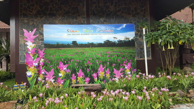 7－8月に咲くクルクマを見るために訪れた”パーヒンガーム国立公園。<br />バンコク4時間。タイでもここでしか見ることの出来ないクルクマの群生地。<br /><br />タイ語でドーク・グラジアオ、英名サイアム・チューリップ。<br />日本にも10年くらい前からお花屋さんで見かけるようにはなったが、自然のものとは違っていた。<br /><br />標高200－800ｍあり、氷河や風雨の侵食で出来た珍しい（まさしくチンと呼ばれてる岩も）形の岩・岩も見られる。の<br />ヒンの意味は岩、石のこと。<br /><br />ここへ行く場合は、1日日系運転手付きレンタカーで行くのがベスト。<br />タクシーの１／４－１／３の金額で手配できます。
