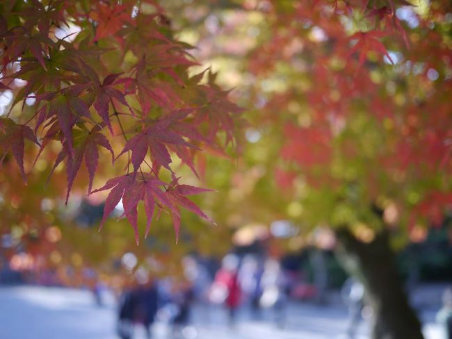 11日のライブがメインでしたので2日目は特に予定を入れていなく（笑）<br />お天気もいいからどうせならドライブがてら行ったことのないところへ...<br /><br />国宝犬山城<br />彼も行ったことないようで、ちょうどいい！<br /><br />途中寄り道しながら犬山城へ、せっかくだから城下の散策もして夕方帰路につきました。<br />名古屋めし...love(笑)