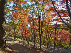 伊豆市へ 2.虹の郷の紅葉(前編) 2017.11.21