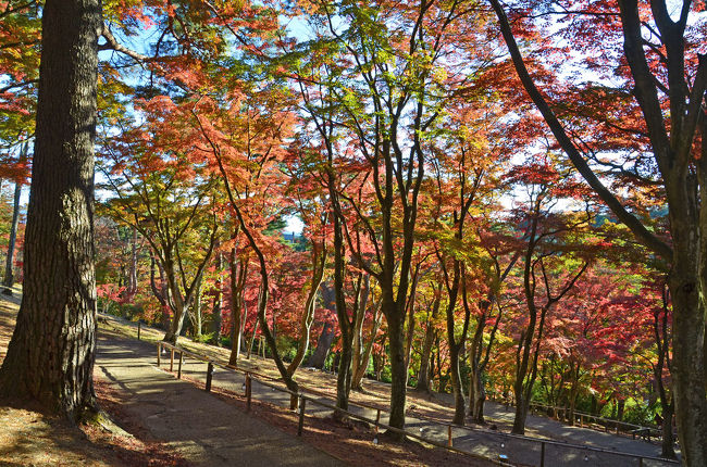 “狩野川記念公園”から“虹の郷”に移動しました。<br />ここの紅葉は４トラにアップした分だけでも数回来ています。<br /><br /><br />★伊豆市役所のHPです。<br />http://www.city.izu.shizuoka.jp/<br /><br />★伊豆市観光協会のHPです。<br />http://www.izushi.info/<br /><br />★伊豆市観光情報のHPです。<br />http://kanko.city.izu.shizuoka.jp/<br /><br />★虹の郷のHPです。<br />http://www.nijinosato.com/