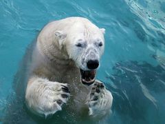 ２度目の北海道レッサーパンダ遠征は３都市４泊４日（７）【釧路市動物園・後編】本日唯一だったぱくぱくタイムのホッキョクグマのキロルくんと檻の展示場に入ってからが楽しかったミルクちゃん＆エゾヒグマのヤマトくんはお休みでエサやりできなかったけどキュートでシャイなエゾクロテンのてんてんに癒される