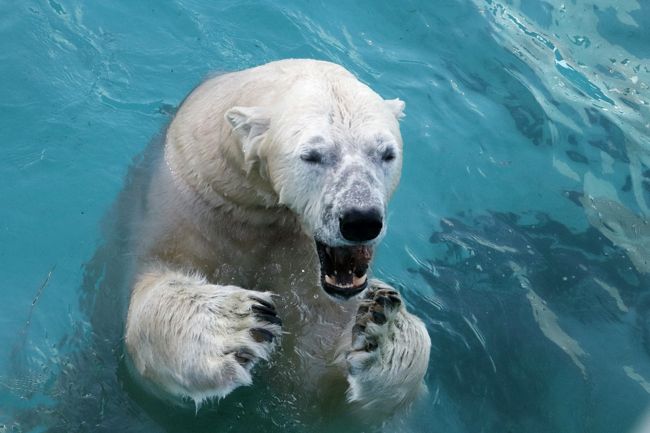 今回の北海道レッサーパンダ遠征で釧路も旅程に入れた１番の理由は、子育て中に急死してしまったレッサーパンダのキンちゃんの忘れ形見の赤ちゃんに会いたかったためでした。<br />ところがその赤ちゃんには、11月中は土日祝日しか会えないことを、フライトもホテルも早割で取り終え、手配が一段落した後で知りました。あいにく、釧路訪問は平日にしてしまっていました。<br />正直、テンションがかなり下がったのは確かです。<br />でも、それだけの理由で、計画をはじめからやり直したり、取りやめる気には、さすがになりませんでした。<br />遠征の目的地は釧路だけではなかったし、なにより釧路市動物園には、他にも魅力があったからです。<br /><br />いくつかあった釧路市動物園の楽しみの２番目は、ホッキョクグマのミルクちゃんでした。<br />本日は平日だったので、楽しみなイベントのパクパクタイムは、ホッキョクグマのキロルくんのものしかありませんでした。<br />やはり動物の食事シーン、それもパクパクタイムのようなイベントの形で「見せる」ときの楽しさは段違いなので、逃さないようにしました。<br /><br />ホッキョクグマのミルクちゃんは、男鹿水族館の楽しいブログで、クルミ・ママと一緒に過ごしていたころの様子をしっかりチェックしていました。<br />子グマの可愛らしさと、ホッキョクグマの面白さを知ったきっかけの親子でした。<br />今回初めて本物に会えた噂のミルクちゃんには、たくさん笑わせてもらいました。<br />ただ、残念なことに、それがパクパクタイムのときの展示交代で、ミルクちゃんが檻の小展示場の方に移動した後だったので、写真は非常に撮りにくかったです。<br /><br />次に楽しみにしていたのは、エゾヒグマのヤマトくんのエサやりでした。<br />エサやりは、決まった時間に飼育員さんがあげるやつではなく、来園者が100円のおやつを買えば、いつでもエサやりができるようになっていました。<br />ところが残念ながら本日はケガの治療のため、ヤマトくんの展示はお休みでした。<br />仕方がありません。ヤマトくんが早く元気になる方が大事です。<br /><br />代わりにというわけでもないですが、絶滅危惧種で他園にはなかなかいないシマフクロウは、ゆっくり見られました。前日の旭山動物園ではまともに見えなかったので、残念に思っていましたが、リベンジできました。<br />私は、シマフクロウの場合は、個体判別までできないので、特定の個体にこだわらず、シマフクロウに会えれば満足なレベルなのです。<br />シマフクロウのヒナがいることは公式サイトで確認していましたので、それも楽しみにしていました。もっとも、ヒナは、もう大人とあんまり変わらないくらい成長していました。<br />ただ、旭山動物園には２羽しかいなくて、どちらもよく見えなかったのですが、釧路市動物園には何羽も展示されていて、しかも非展示の子もいるようなので、ちょっと驚きました。<br /><br />それから、エゾヒグマ展示場の隣にいた、エゾクロテンのてんてんくん、めちゃくちゃ可愛かったです！<br />警戒心が強いので、小屋の中にいることが多いようなので、ふだんは閉じられた扉をそーっと開けてガラス越しに見ることになっていました。<br />そのため写真はたくさん撮れましたが、ポーズはみなほとんど同じようなものになってしまいました。でも、神経質そうな顔がチョー可愛くて、間近でじっくり、何度も見てしまいました@<br />てんてんくん、人に見られていると知ると警戒して隠れてしまうと張り紙にはありましたが、扉を開けて窓からそっと覗く分には、よく分かっていないのか、じっとこちらを見つめかえしてくれて、逃げたりしなかったのです。<br />私しかいなかったので、物音を全く立てずにそれができたせいあったかもしれません。<br /><br />＜いろいろぎりぎりセーフだった２度目の北海道レッサーパンダ遠征の旅行記のシリーズ構成＞<br />□（１）【旭川編】再びドーミーインの温泉ホテルライフと北海道グルメの朝食バイキング＆前週末の寒波の大雪が残っていた旭山動物園＆贅沢海鮮食い倒れ（？）の夕食<br />□（２）【旭山動物園（１）】Hello！物怖じしないレッサーパンダの赤ちゃんと展示と狩りの練習中のアムールヒョウの双子の赤ちゃん～にぎやかなレッサーパンダ・ファミリー総勢９頭<br />□（３）【旭山動物園（２）】雪上がりの平日の方がもぐもぐタイムが多かった１日目～きりん舎・かば館からほっきょくぐま館まで<br />□（４）【旭山動物園（３）】小雨降りの２日目～もうじゅう館・オオカミの森・エゾシカの森から今回初めての北海道産動物舎・ちんぱんじー館＆かば館のアフリカのゲテモノたち<br />□（５）【釧路編】雪景色が美しかったバスでの移動＆コンフォートホテルの温泉なしホテルライフ＆初の釧路市動物園にて～レッサーパンダのキンちゃんの忘れ形見の赤ちゃんには会えなかったけど＆釧路空港でホエイ豚のトンカツ定食グルメ<br />□（６）【釧路市動物園・前編】食後のはみがきが可愛かったカナダカワウソ＆不自由な後足で一生懸命歩いていたアムールトラのココアちゃん＆レッサーパンダのシンゲンくんとコーアイちゃん<br />■（７）【釧路市動物園・後編】本日唯一だったぱくぱくタイムのホッキョクグマのキロルくんと檻の展示場に入ってからが楽しかったミルクちゃん＆エゾヒグマのヤマトくんはお休みでエサやりできなかったけどキュートでシャイなエゾクロテンのてんてんに癒される<br />□（８）【札幌編】再びホテルマイステイズプレミア札幌パークの温泉ホテルライフと海鮮朝食バイキング＆氷点下の美しき雪景色の円山動物園＆一番の北海道みやげは慌てて買った冬靴！？<br />□（９）【円山動物園・前編】雪の中のレッサーパンダ特集～ポーズをとってくれたココちゃんとホクトくん＆屋外レッサー・リンゴタイム＆すこやかに成長したママより大きな円実ちゃん<br />□（10）【円山動物園・後編】トビのクラッチくんのフリーフライトや降雪の中のホッキョクグマから雪の中のシンリンオオカミや元気いっぱいミーアキャットの赤ちゃんたち<br /><br />※順不同に作成しています。<br /><br />釧路市動物園の公式サイト<br />http://www.city.kushiro.lg.jp/zoo/<br /><br />＜タイムメモ【全行程＆釧路市動物園・詳細版】＞<br />【2017/11/21火・旭川前泊】<br />17:00　職場を出る<br />17:45　東京モノレールの羽田空港第一ビルに到着<br />18:30　羽田空港発JAL527便に搭乗<br />20:00　新千歳空港到着<br />20:30発の快速エアポートに乗車<br />22:00発の特急カムイに乗車<br />23:25頃　旭川駅に到着<br />23:40頃　ドーミーイン旭川ホテルにチェックイン<br />（駅前からタクシー／540円）<br /><br />【2017/11/22水】<br />（旭山動物園での天候の天候：曇り時々晴れ）<br />（旭川の最高気温６度／最低気温マイナス５度）<br />07:45　起床<br />08:10-08:45　ホテルの朝食バイキング<br />09:20　タクシーで旭川駅前へ（540円）<br />09:40　旭川駅前発のバスに乗車（440円）<br />10:30頃　旭山動物園前のバス停に到着<br />（定刻より約10分遅れ）<br />10:35　西門より旭山動物園に入園<br />（冬は10時30分開園）<br />（年パス1,020円購入／入園料大人820円）<br />10:40-15:25　旭山動物園１日目<br />（冬は15時30分閉園）<br />15:30発の旭川駅行きのバスに乗車<br />16:10頃　旭川駅に到着（ほぼ定刻）<br />17:00-19:00　濱焼北海道魚萬 旭川２条通店で夕食<br /><br />【2017/11/23木・勤労感謝の日の祝日】<br />（旭山動物園での天候：小雨時々みぞれ）<br />（旭川の最高気温５度／最低気温１度）<br />07:45　起床<br />08:10-08:30　ホテルの朝食バイキング<br />09:15　ホテルをチェックアウト<br />09:20　タクシーで旭川駅前へ（540円）<br />09:40　旭川駅前発のバスに乗車（440円）<br />10:22　旭山動物園前のバス停に到着（定刻）<br />10:30　西門から旭山動物園に入園<br />10:30-13:55　旭山動物園２日目<br />14:00発の旭川駅行きのバスに乗車<br />14:40頃　旭川駅に到着（ほぼ定刻）<br />14:50　駅で少し休んだ後、道北バス営業所へ<br />15:35発の釧路行き都市間バス・サンライズ号に乗車<br />22:10頃　釧路駅前に到着（ほぼ定刻）<br />22:20頃　コンフォートホテル釧路にチェックイン<br />（駅前のバスターミナルを下見後／夕食抜き）<br /><br />【2017/11/24金】<br />（釧路市動物園での天候：晴天）<br />（釧路の最高気温５度／最低気温１度）<br />07:30　起床<br />08:15-08:40　ホテルの無料朝食<br />09:05　ホテルをチェックアウト<br />09:15　釧路駅前発の阿寒バス山花温泉リフレ線に乗車<br />10:23　動物園前に定刻に到着（870円）<br />10:25　釧路市動物園入園（570円）<br />（冬の開園時間は10時）<br />10:25-10:30　総合案内所に荷物を預けて買い物<br />10:30-10:35　フンボルトペンギン<br />10:35-10:45　ホッキョクグマ（ミルク）<br />10:45-10:50　ダチョウ（ジョン）<br />10:50-10:55　キリン<br />10:55-11:00　ホッキョクグマ（ミルク）<br />11:00-11:05　オタリア<br />11:05-11:15　カナダカワウソ（給餌中）<br />11:15-11:45　アムールトラ＆タイガ・ココアコーナー<br />11:50-12:15　レッサーパンダ（シンゲン）<br />12:20-12:40　図書室休憩室<br />（レッサーパンダの赤ちゃん名前応募）<br />（レッサーパンダのキンちゃん追悼展示）<br />12:45-12:50　レッサーパンダ（コーアイ）<br />12:55-13:00　シマフクロウ<br />13:00-13:10　アムールトラのココア<br />13:10-13:45　ホッキョクグマ（ミルク・キロル）<br />（13:15～唯一のパクパクタイム）<br />13:45-14:20　休憩<br />14:20-14:30　ライオン・アムールトラ<br />14:35-14:45　北海道ゾーンのフクロウの森<br />（エゾヒグマのヤマトくんはお休み）<br />14:45-14:55　エゾクロテン（てんてん）<br />14:55-15:05　北海道ゾーンのクマタカ・シロフクロウ<br />15:05-15:10　エゾクロテン（てんてん）<br />15:10-15:15　展示館<br />15:15-15:20　ワピチ<br />15:20-15:25　レッサーパンダ（シンゲン・コーアイ）<br />15:30　閉園時間と同時に動物園を出る<br />15:40　タクシーで釧路空港に到着（2,230円）<br />16:05-16:30　空港でホエイ豚カツ定食のランチ兼夕食<br />17:20　釧路発ANA4876便に搭乗<br />18:10頃　新千歳空港に到着（定刻より約５分遅れ）<br />（19:50頃～21:20頃　北海道空域航空管制システム不具合発生）<br />18:30　新千歳空港発のエアポート快速に乗車<br />19:07　定刻に札幌駅に到着<br />19:20頃-19:45頃　隣接デパート・エスタのABC-MARTで冬靴購入<br />20:30頃　ホテルマイステイズプレミア札幌パークにチェックイン<br />（地下鉄南北線の中島公園駅より徒歩５分ほど）<br /><br />【2017/11/25土】<br />（円山動物園での天候：軽い雪）<br />（札幌の最高気温マイナス２度／最低気温マイナス３度）<br />07:15　起床<br />08:05-08:45　ホテルの朝食バイキング<br />09:15　チェックアウト<br />09:40　円山公園駅に到着<br />09:43　円山公園駅発のバスに乗車<br />（ほんとは09:22発のバスをめざしていた）<br />09:55　動物園西門前の停留所に到着（210円）<br />10:00　円山動物園に入園（600円）<br />（冬の開園時間は09時30分）<br />10:00-16:00　円山動物園<br />（冬の閉園時間は16時）<br />16:26発のバスに乗車（少し遅れて実際は16:30発）<br />16:40　円山公園駅に到着<br />17:30　札幌駅に到着<br />（中島公園駅のロッカーに荷物を取りに行った後）<br />17:50　札幌駅発の快速エアポートに乗車<br />18:27　新千歳駅に定刻で到着<br />18:40-18:45頃　搭乗ゲートでおみやげ物色<br />（保安検査前に買い物をする余裕なし）<br />19:00　新千歳空港発JAL524便に搭乗<br />20:40　羽田空港到着（実際は21:00近く）<br />21:35　リムジンバスに乗車<br />23:30頃　帰宅<br /><br />※これまでの動物旅行記の目次を作成済。随時更新中。<br />「動物／動物園と水族館の旅行記～レッサーパンダ大好き～　目次」<br />http://4travel.jp/travelogue/10744070