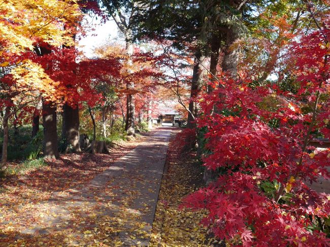 紅葉もそろそろ終わりに近づいてきました。<br />ゆく秋を惜しむ紅葉見物です。川口安行の興禅院に行きました。<br />四季折々、季節の花を楽しむことのできるお寺です。<br />天気の良い晩秋の日。最後の紅葉を楽しみました。